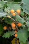 Solanum quitoense 奎东茄 / 可乐茄 / 刺茄