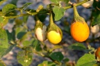 茄子 Solanum melongena