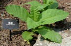 烟草 Nicotiana tabacum