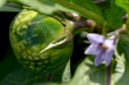 茄子 Solanum melongena