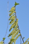 旌节花属 Stachyurus sp.