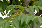 瘿椒树 Tapiscia sinensis