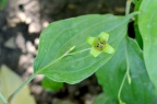 百部 Stemona japonica 花