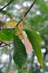 假苹婆 Sterculia lanceolata