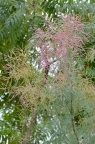 '品红' 多枝柽柳 / 红柳 Tamarix ramosissima 'Rubra'