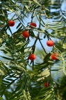 南方红豆杉 Taxus wallichiana var. mairei