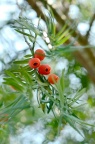 南方红豆杉 Taxus wallichiana var. mairei
