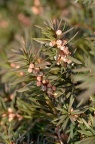 红豆杉属 Taxus