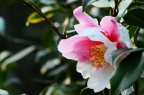 山茶 Camellia japonica