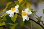 油茶 Camellia oleifera 品种