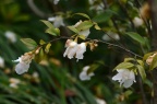 尖连蕊茶 Camellia cuspidata