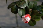 山茶 Camellia japonica