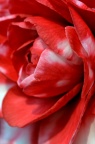 山茶品种 Camellia japonica 'Nuccio's Bella Rossa'