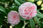 山茶 品种 Camellia japonica