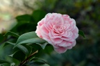 山茶 品种 Camellia japonica