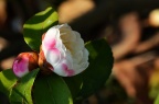 茶梅 Camellia sasanqua