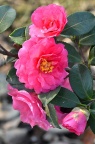 茶梅 Camellia sasanqua