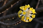 结香 Edgeworthia chrysantha