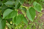 椴树属 Tilia sp. 求鉴定