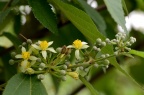 小花扁担杆 Grewia biloba var. parviflora