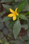 黄时钟花 Turnera ulmifolia
