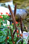 御谷 Pennisetum glaucum