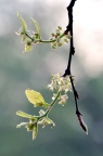 朴树 Celtis sinensis 花