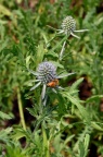 高山刺芹 Eryngium alpinum