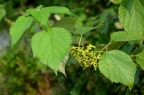荨麻科 Urticaceae