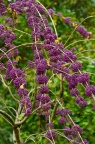 紫珠 Callicarpa bodinieri