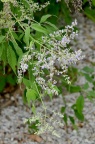 牡荆 Vitex negundo var. cannabifolia