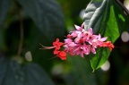 红萼龙吐珠 Clerodendrum speciosum