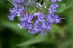 克兰多莸品种 Caryopteris × clandonensis 'Heavenly Blue'