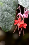 红萼龙吐珠 Clerodendrum speciosum