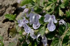 单花莸 Caryopteris nepetifolia