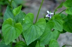 鸡腿堇菜 Viola acuminata