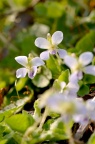 七星莲 Viola diffusa