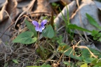 早开堇菜 Viola prionantha