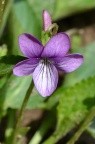 早开堇菜 Viola prionantha