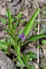紫花地丁 Viola philippica