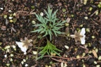南山堇菜 Viola chaerophylloides