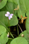 可能是 紫花堇菜 Viola grypoceras