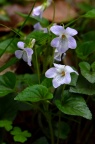 紫花堇菜 Viola grypoceras
