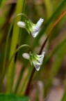 白花堇菜 Viola lactiflora