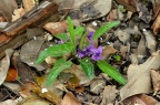 紫花地丁 Viola philippica