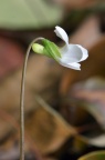 紫花堇菜 Viola grypoceras 白色花版