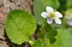 短须毛七星莲 Viola diffusa var. brevibarbata