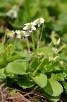 短须毛七星莲 Viola diffusa var. brevibarbata