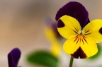 三色堇 Viola tricolor