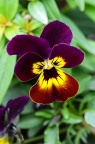 三色堇 Viola tricolor